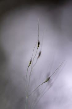 精致的草芽特写镜头，背景柔和模糊，突显其脆弱性