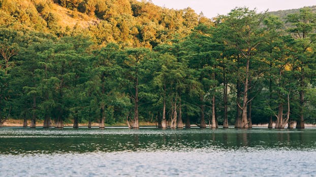 白天，丝柏树的宁静景象倒映在平静的湖面上