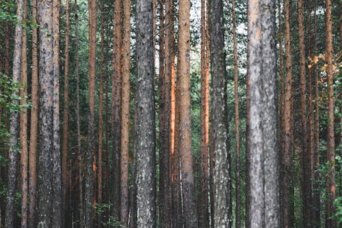 Základová fotografie zdarma na téma borovice, denní světlo, jehličnan