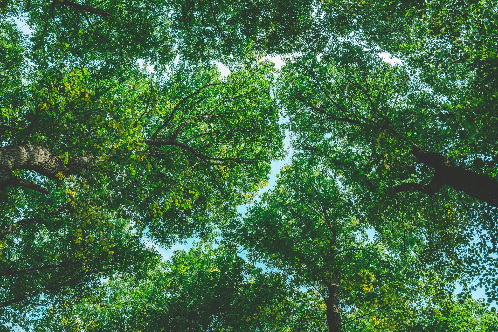 Low-angle view of vibrant, green tree canopy on a sunny day in the forest.