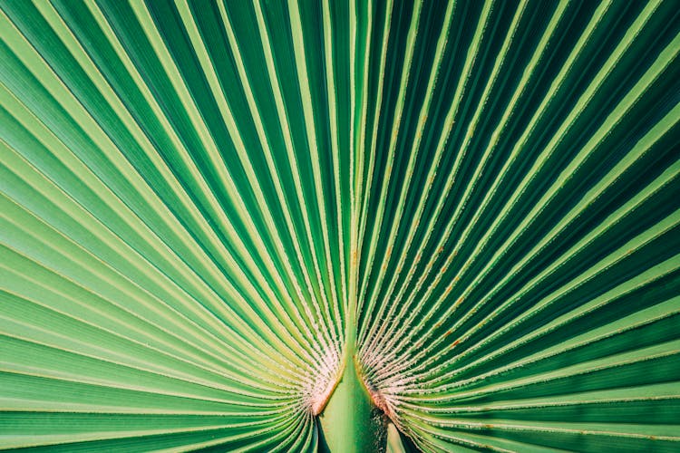 Close-up Photo Of Fan Palm Leaf
