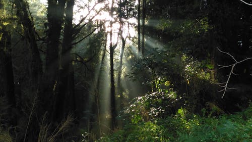 Free stock photo of fog, forest, light