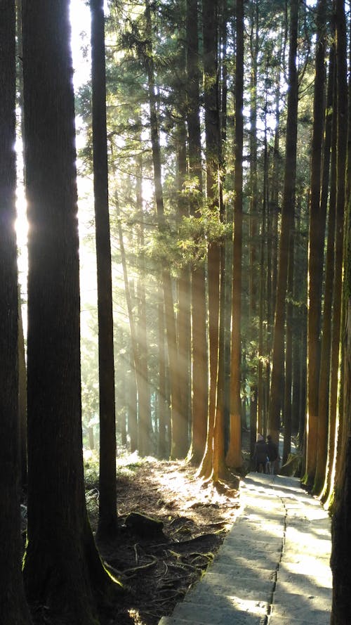 Free stock photo of fog, forest, light