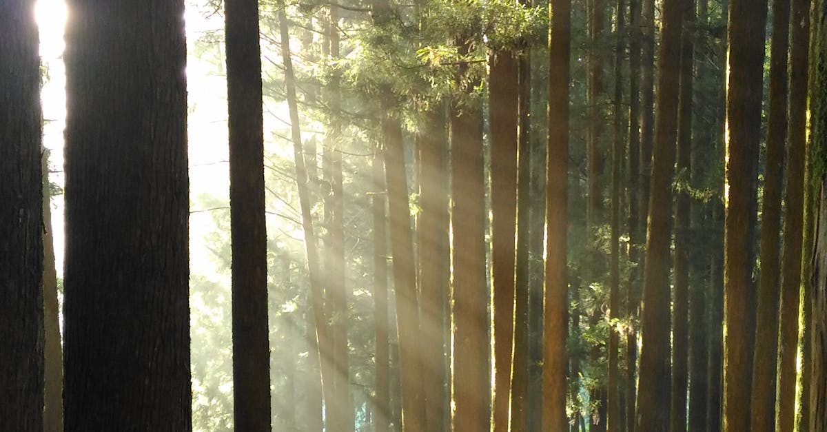 Free stock photo of fog, forest, light