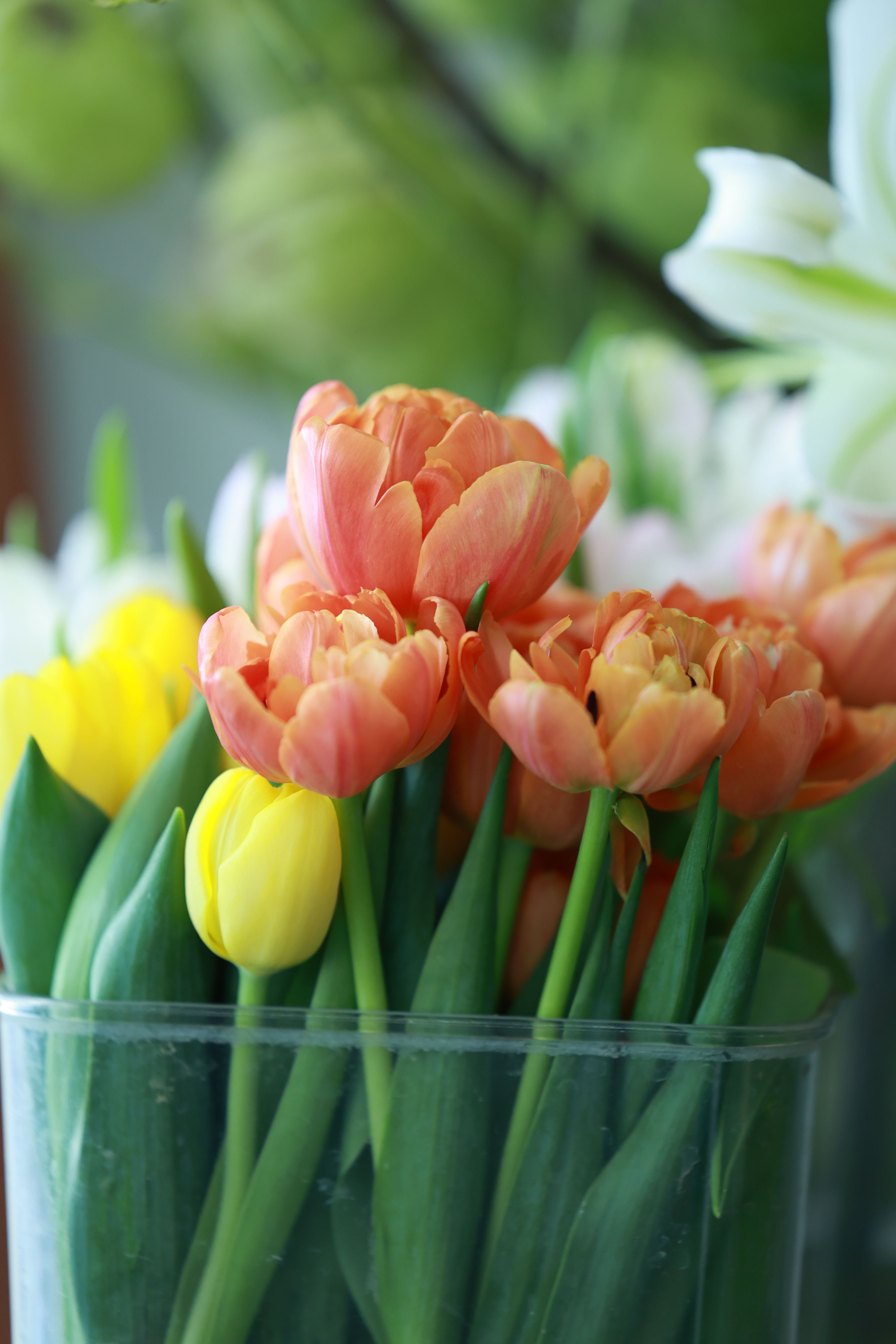 [ColoSach]-a-close-up-of-fresh-orange-and-yellow-tulips-in-a-glass-vase,-symbolizing-spring.
