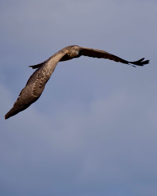 Free A majestic eagle spreads its wings as it soars effortlessly in a clear blue sky. Stock Photo