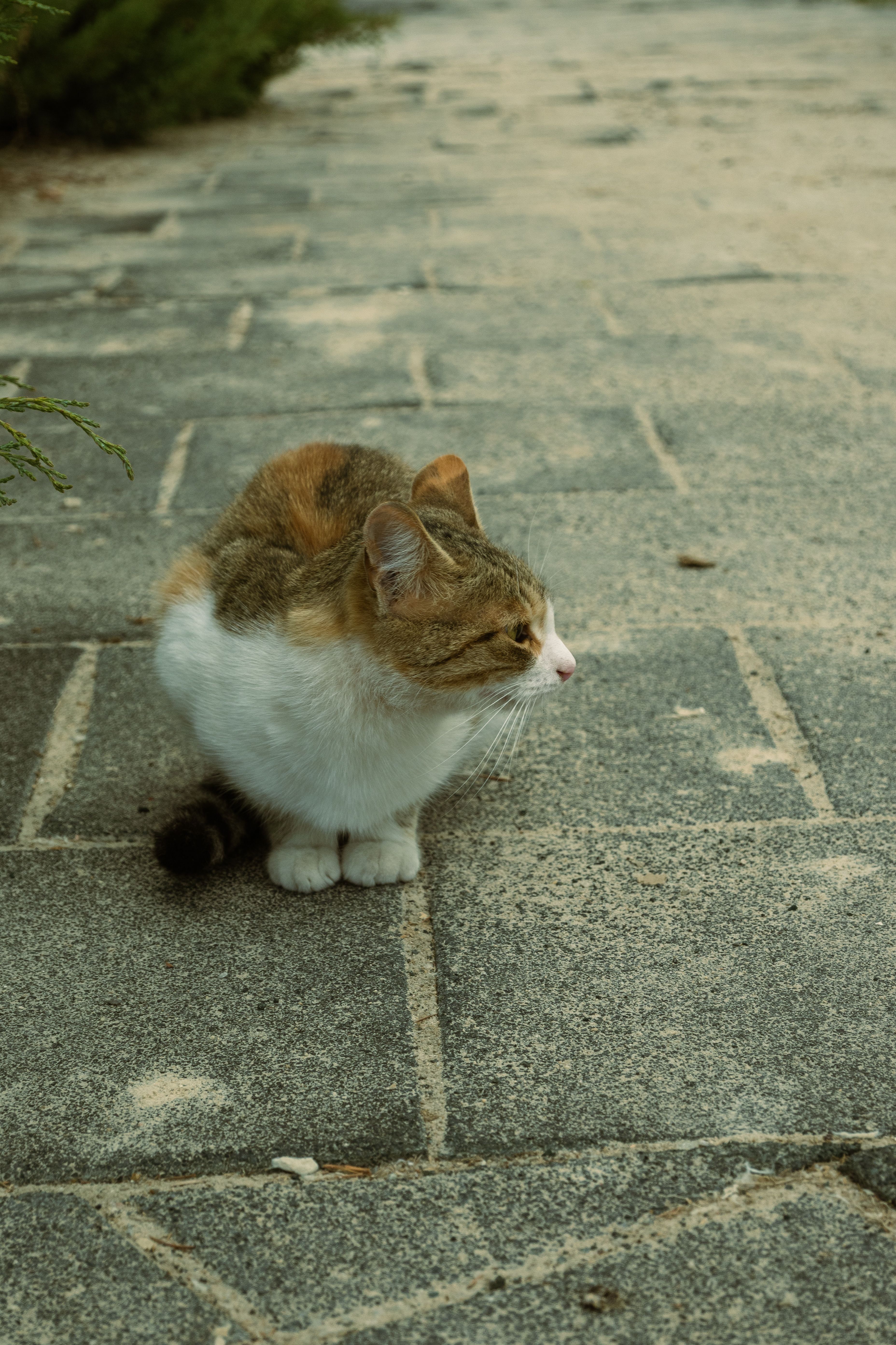 Calico Cat Resting on Stone Pathway in Ankara · Free Stock Photo
