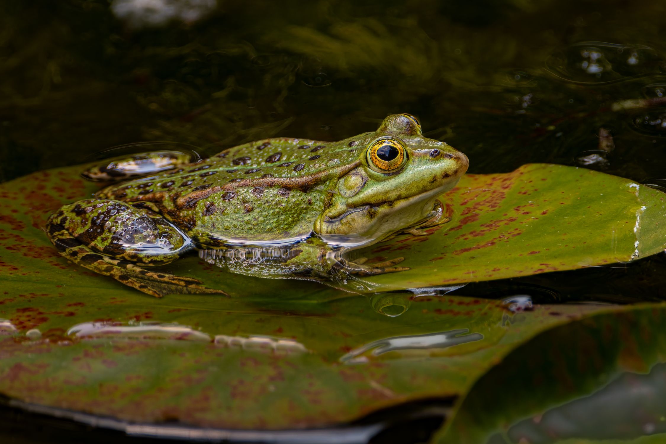 Close-Up of Green Frog in Natural Habitat · Free Stock Photo