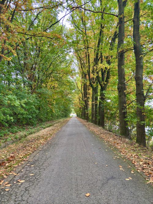 Free A peaceful autumn road in Belgium, flanked by tall trees with green and yellow leaves. Stock Photo