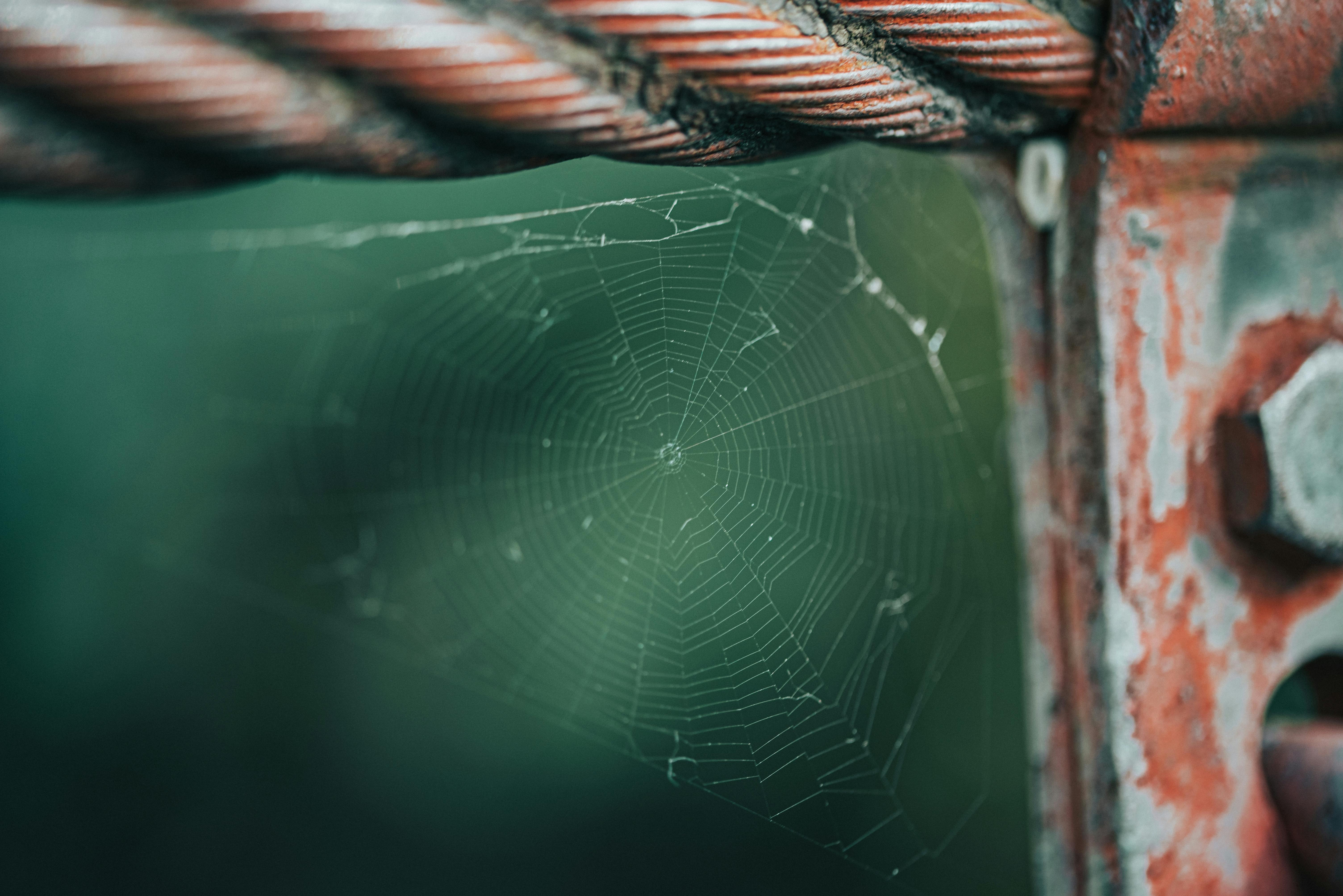 close up photography of spider web