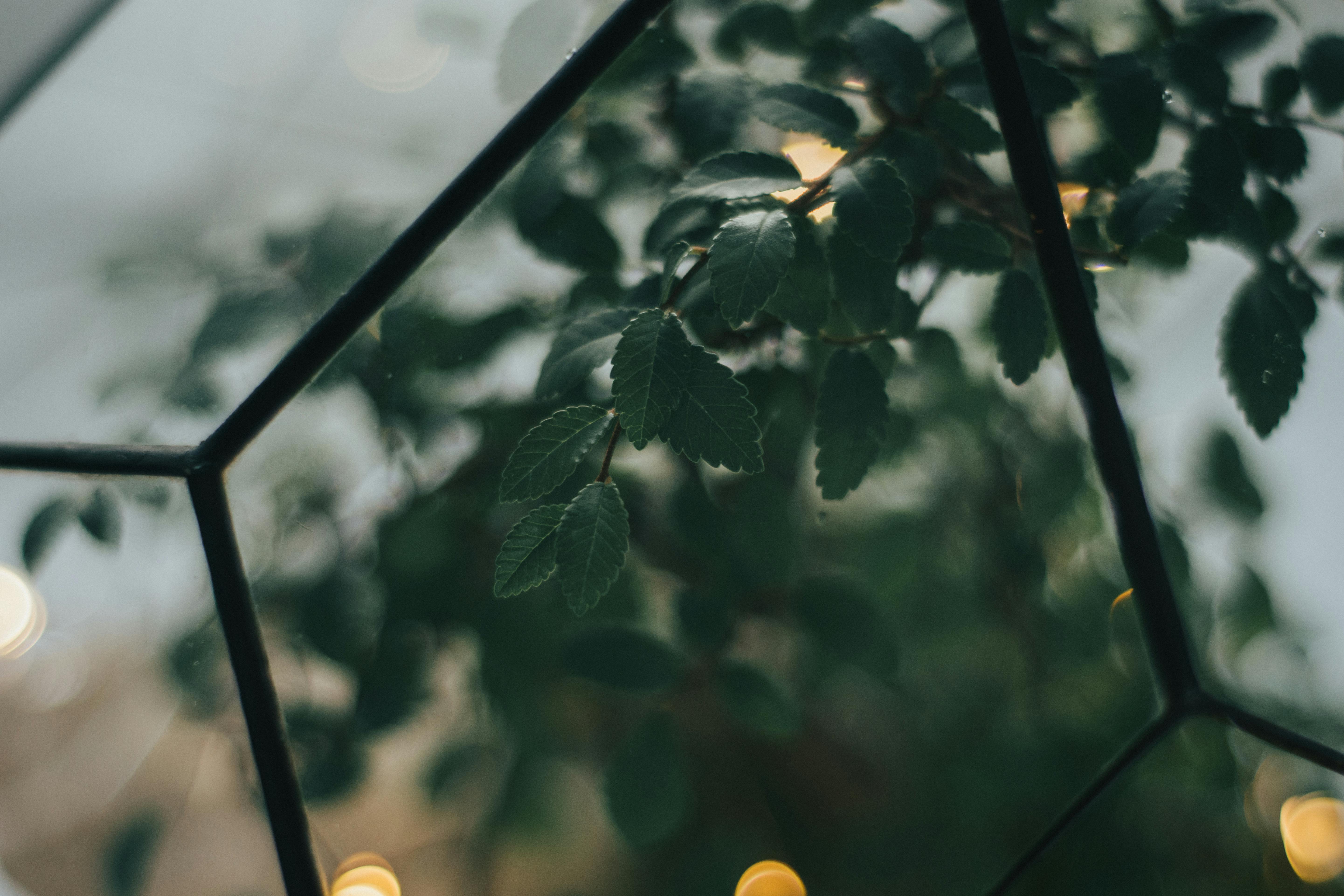 透过几何玻璃上的散景灯光，欣赏绿叶的美学特写