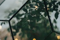 透过几何玻璃上的散景灯光，欣赏绿叶的美学特写