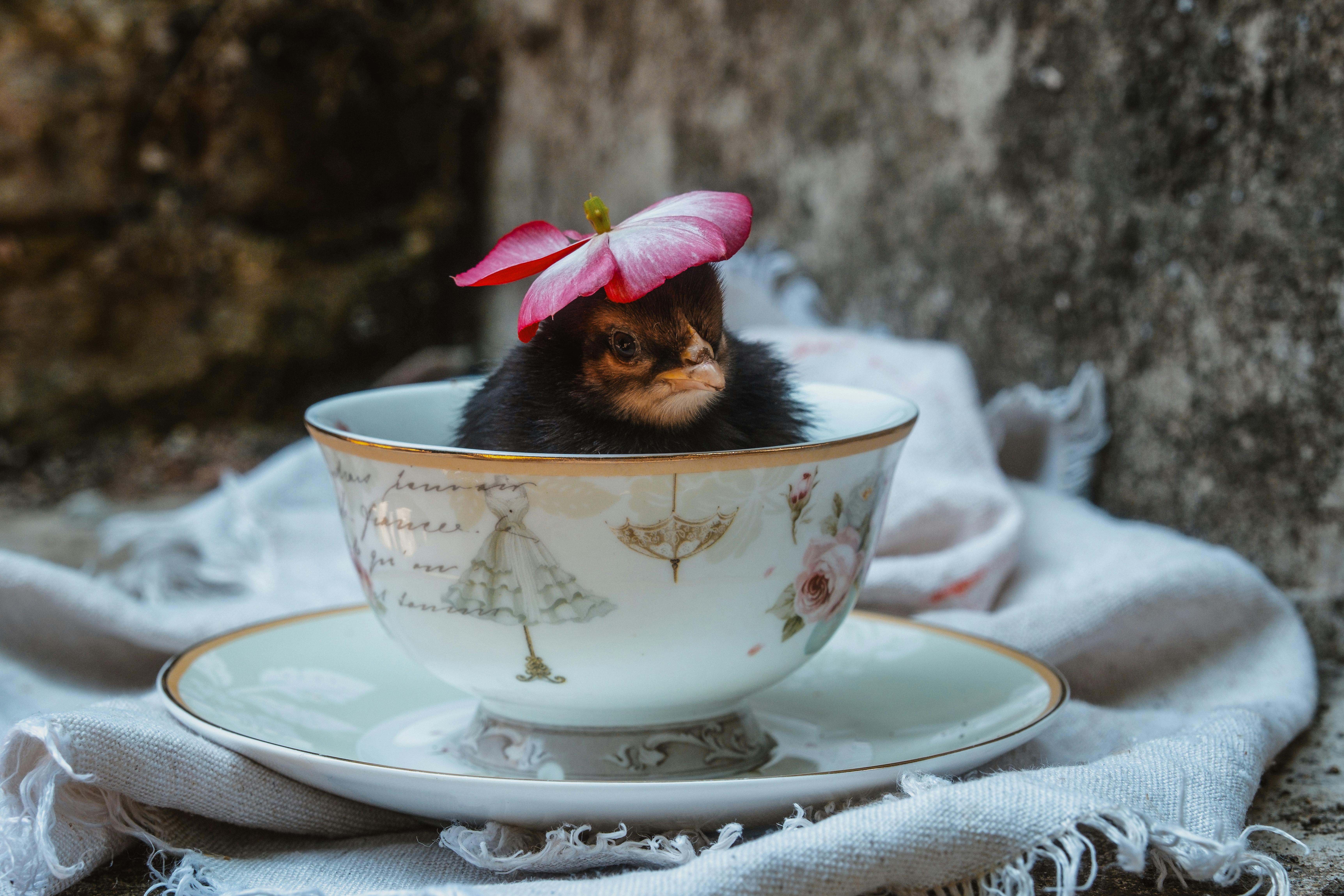 Charming chick peeks from teacup, wearing a pink flower hat. Unique still life.