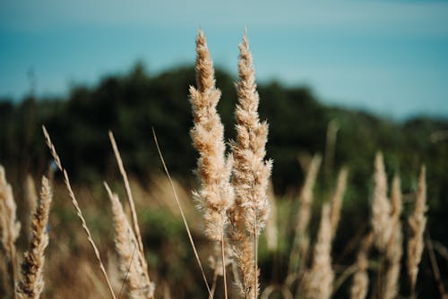 Photographie En Gros Plan De L'herbe Brune