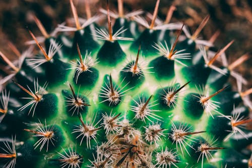 Groene En Bruine Cactus Close Up Fotografie