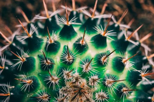 Free Detailed shot of a green cactus with sharp thorns, highlighting nature's intricate designs. Stock Photo
