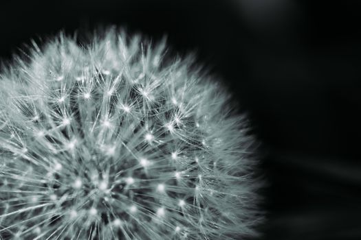 Detailed close-up of a dandelion showcasing its intricate white seeds against a dark background.