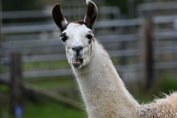 Close-up portrait of a llama on the farm
