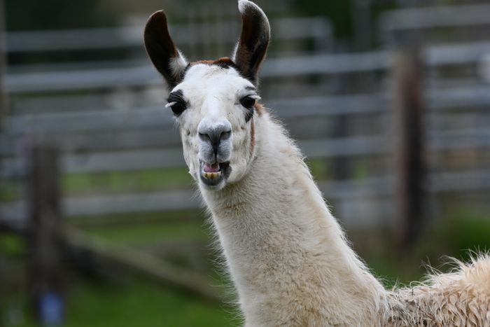 Naive Llama RNA