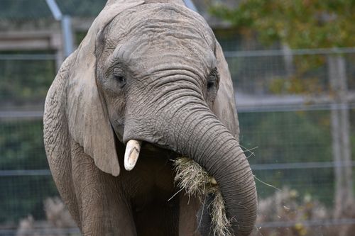 Free Majestic African elephant eating hay at a wildlife sanctuary, showcasing its powerful trunk and tusks. Stock Photo