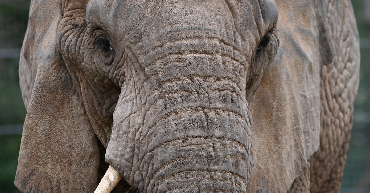 Resonance and Remembrance 1 image text