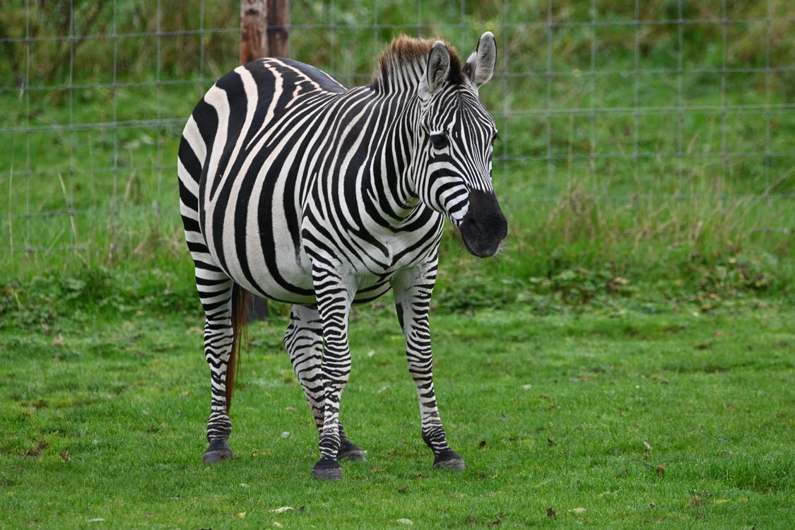 Zebra Posing Zebra Standing on Grass in Wildlife Park · Free Stock Photo