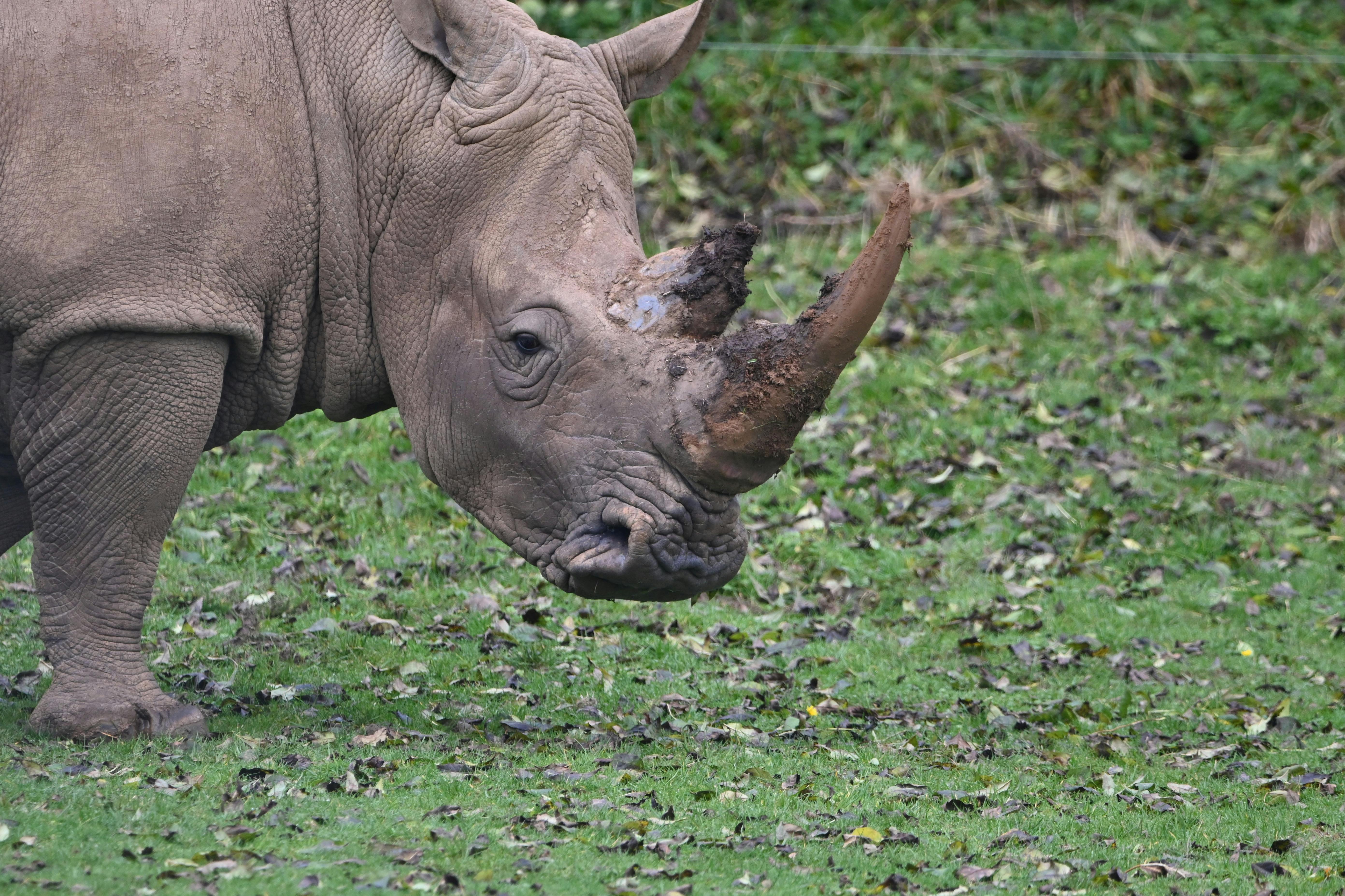 Gratuit Un Rhinocéros Blanc Photos