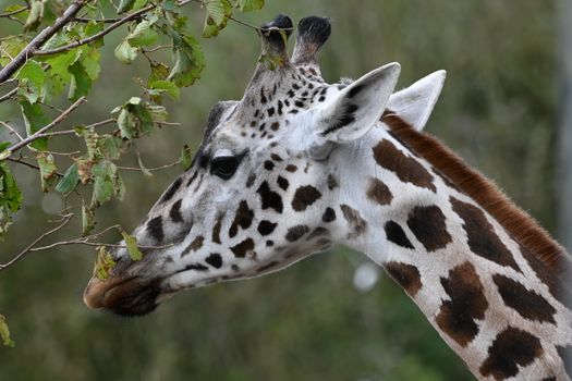 Close-up image of a giraffe browsing leaves, showcasing its distinct spotted pattern and graceful neck.