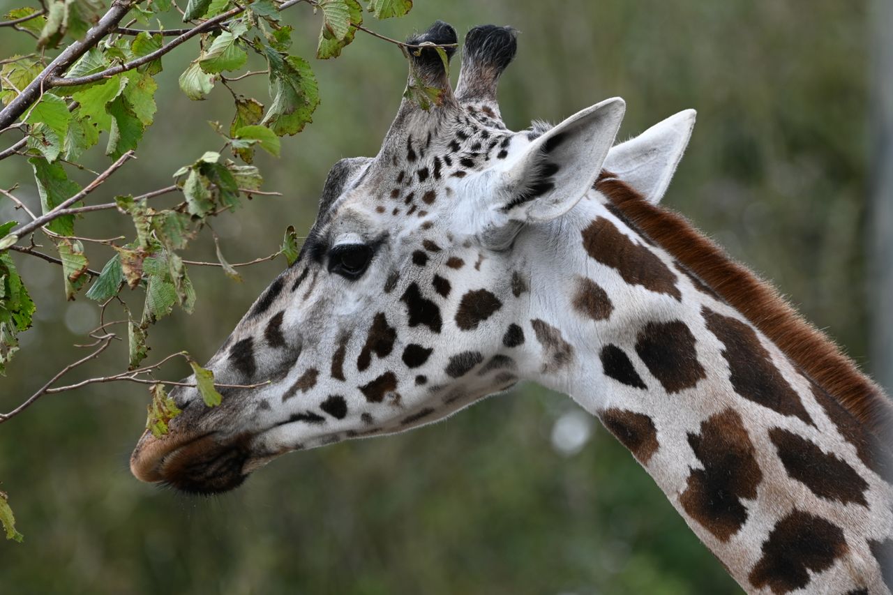 close up image of a giraffe browsing leaves showcasing its distinct sp