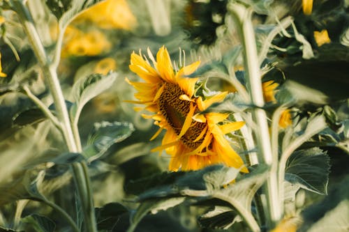 Gratis Bunga Matahari Kuning Foto Stok