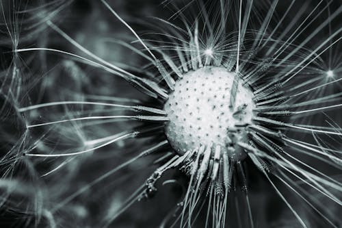 Grayscale Photography of Plants