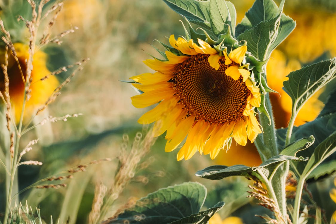 Selective Focus Photography Of A Sunflower