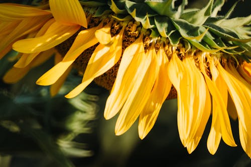 Free Yellow Sunflower In Close-Up View Stock Photo