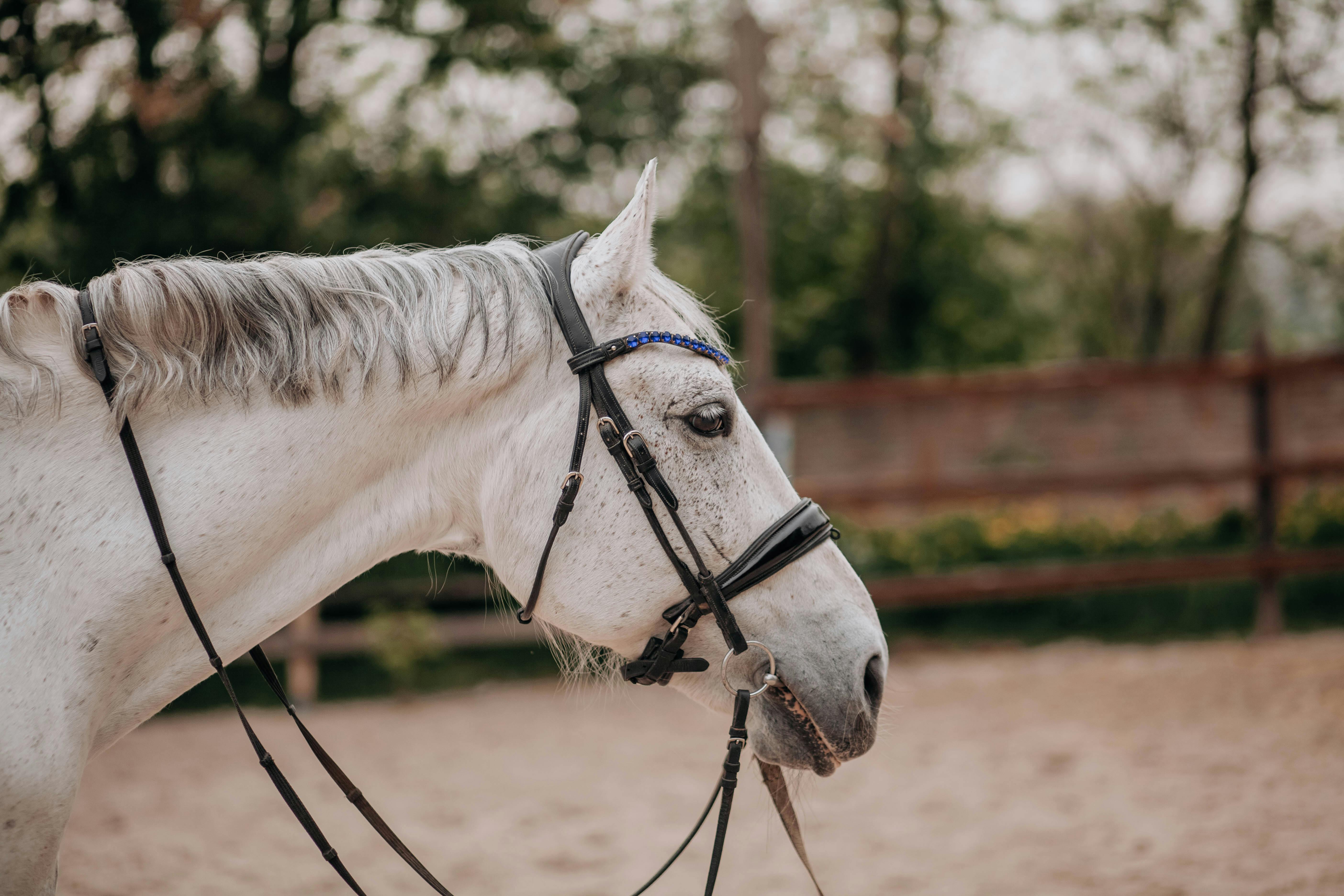 Elegant white horse in riding gear standing in an outdoor arena during the day.