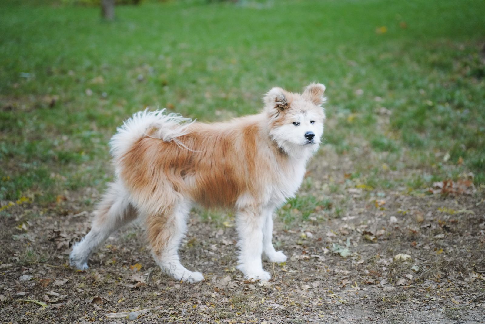 緑の公園に立つ秋田犬