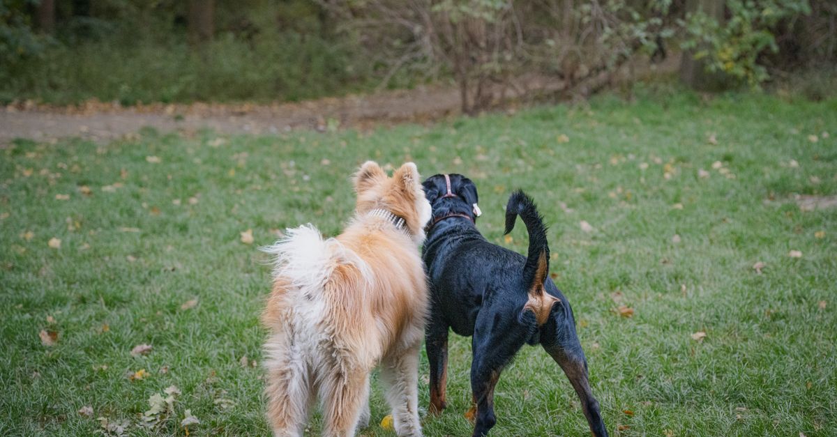 Comparing Popular Dog Breeds: Which One Is Best for You?