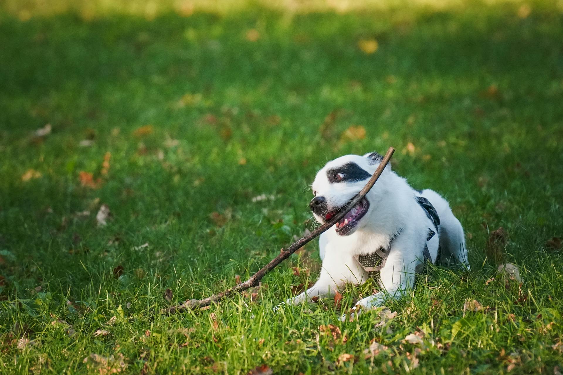 Playful Dog Chewing Stick on Green Lawn