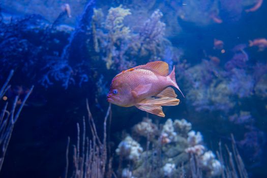 A vivid pink tropical fish swims in an underwater aquatic setting, surrounded by coral.