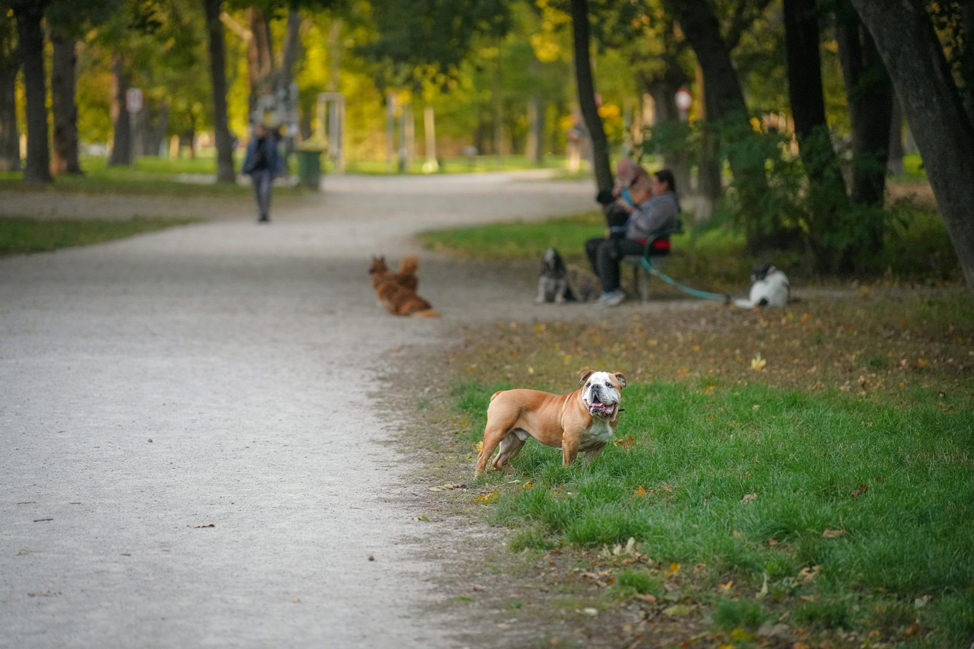 En bulldog i en solig park på en lugn dag