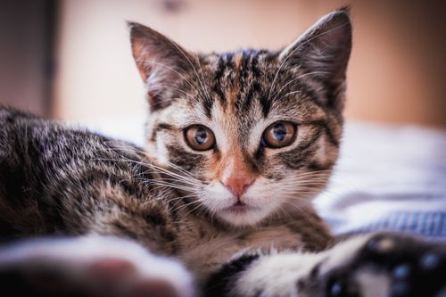 Free Charming close-up of a tabby cat lying down indoors, showcasing its expressive eyes and relaxed demeanor. Stock Photo