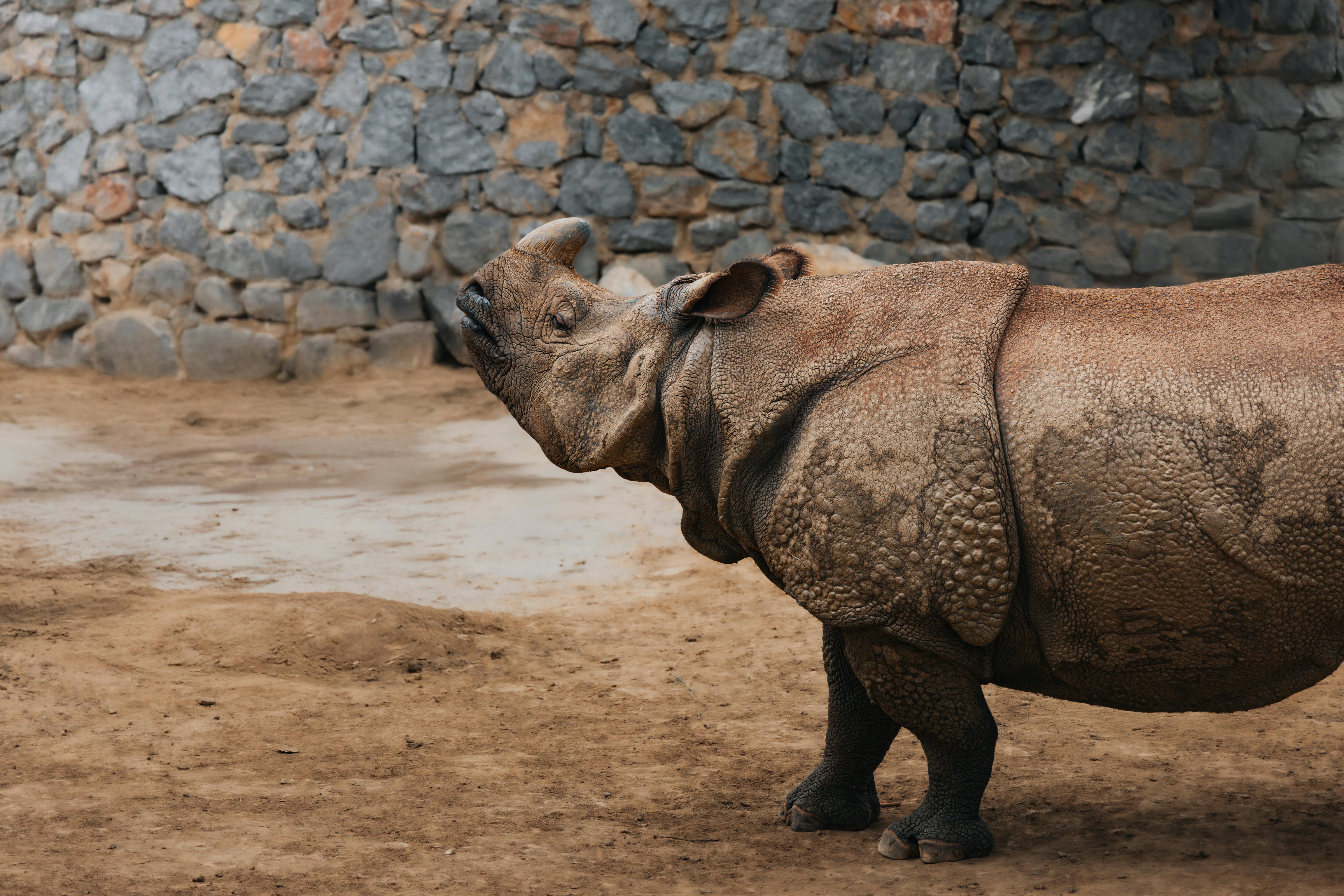 Gratuit Rhinocéros Indien Dans L'habitat Du Mur De Pierre Photos