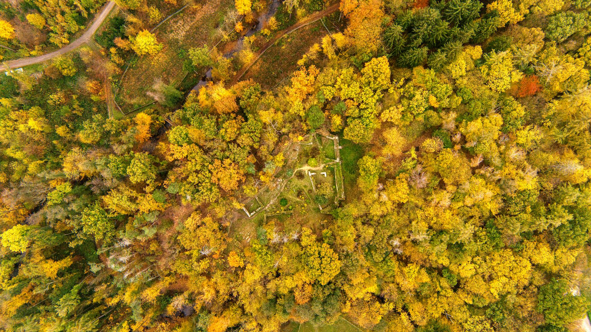 Aerial View of Autumn Forest in Chlístovice, Czech Republic