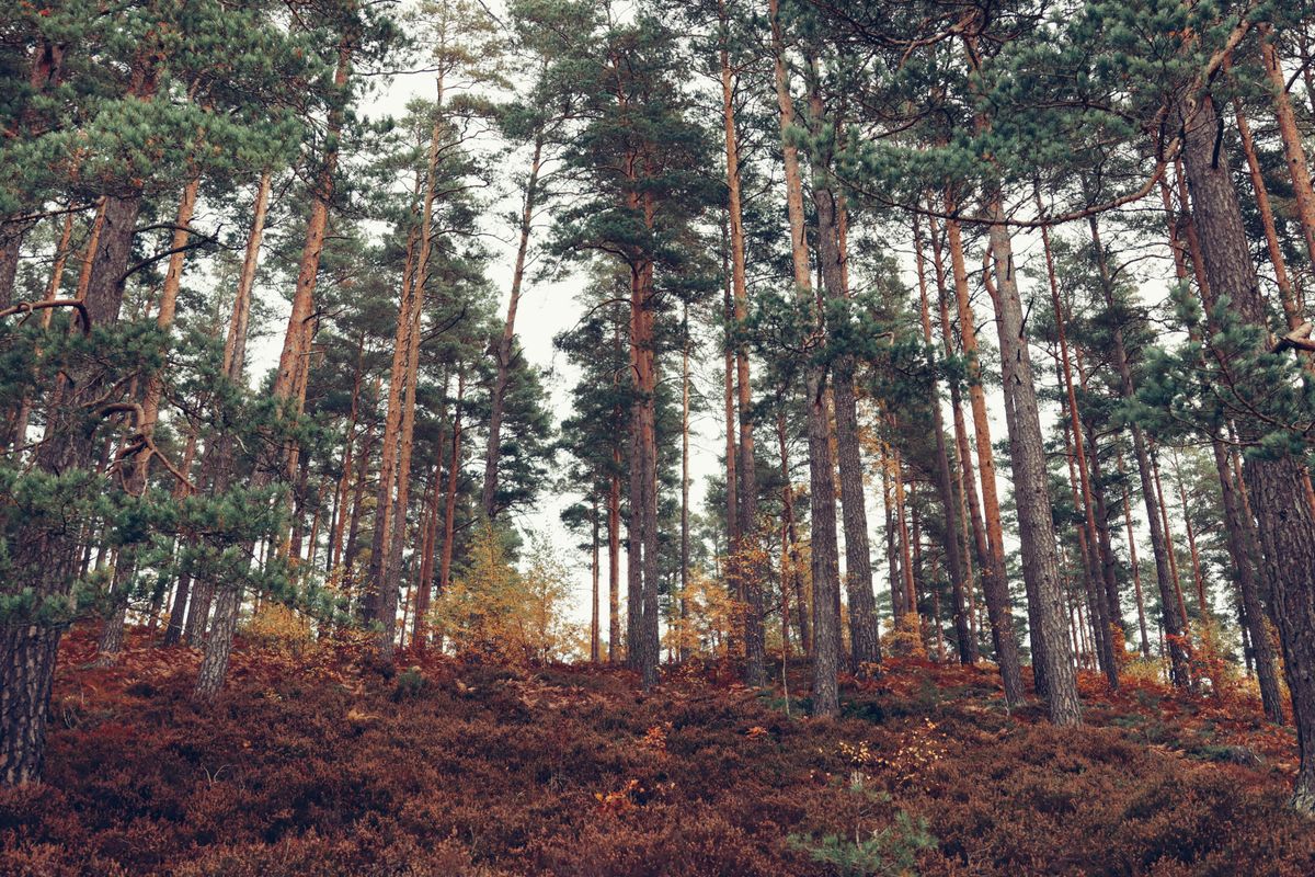 Pine and birch trees in a Scandinavian autumn forest in Sweden — the boreal landscape that defines the E4 drive through Norrland