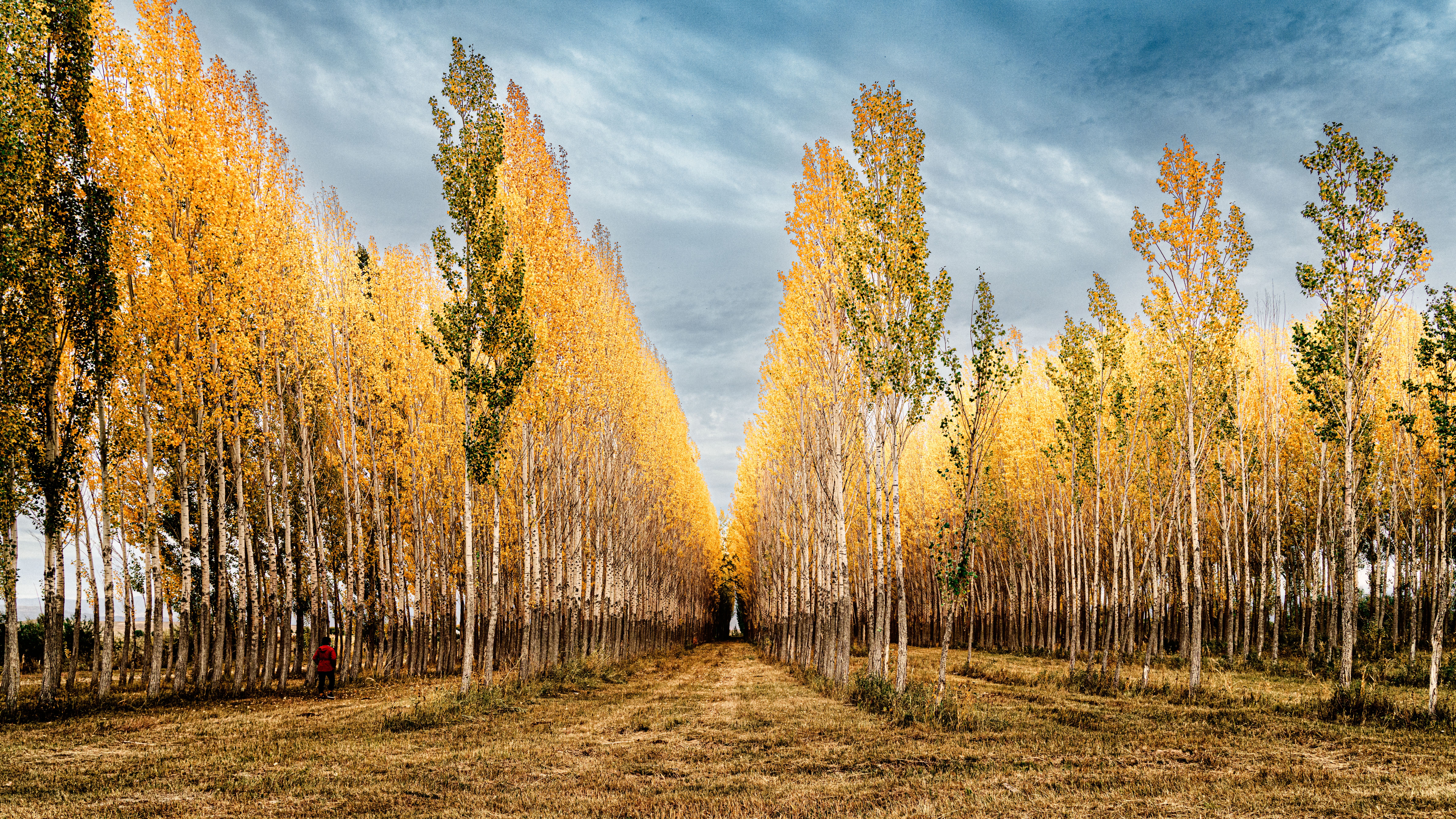 poplar trees, Species And Hybrids That Shape The Category