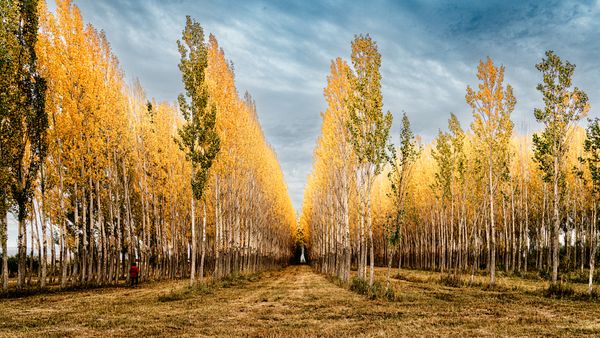 Xinjiang