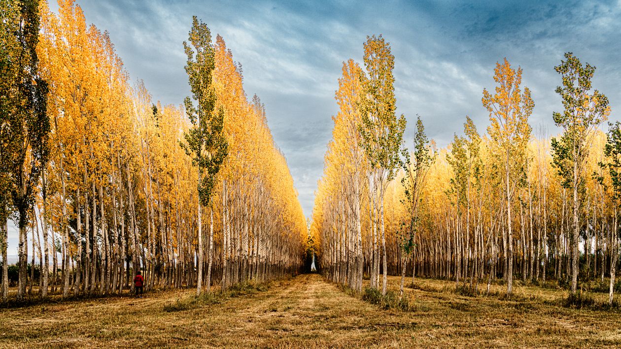Poplar Tree Fall Color Golden Poplar Trees in Autumn Landscape · Free Stock Photo