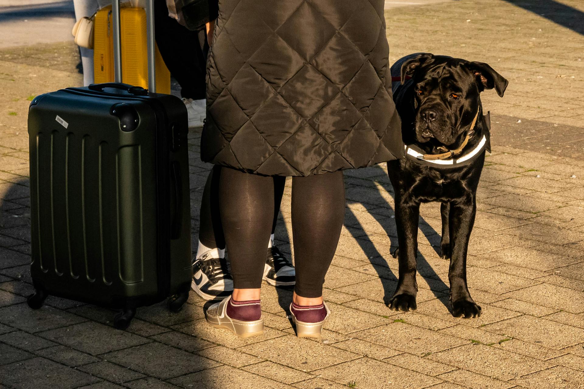 Traveler with suitcase and dog on sunny day in Kutina, Croatia.