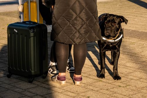 Free Traveler with suitcase and dog on sunny day in Kutina, Croatia. Stock Photo