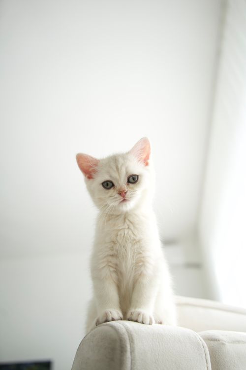 Free A cute white kitten sitting on a sofa in a bright, minimalist room. Stock Photo