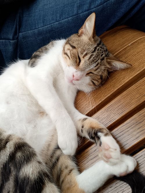 Free A peaceful tabby cat takes a nap on a wooden bench, exuding relaxation and warmth. Stock Photo